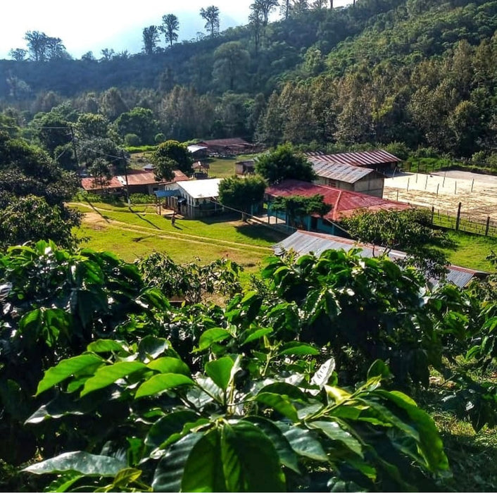 Finca Santa Cruz coffee farm in Chiapas Mexico Cup of Excellence winning origin