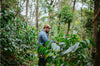 Coffee harvest at Finca Santa Cruz with Jose Arguello in Chiapas Mexico